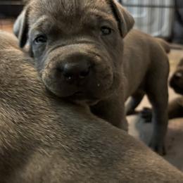 Cane Corso and Lowchen Puppies from High Royal Kennel
