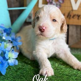 Oak-light blue collar - White and brown male Saint Berdoodle puppy in Paw Paw, Michigan from ProAct Canines