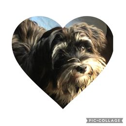 Zoey - Havanese
