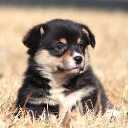 Pembroke Welsh Corgi puppies from Bellwether Acres