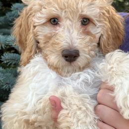 Millie - Apricot female Poodle puppy in Caldwell, Idaho from Treasure Valley Poodles