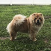 I’shi - Chow Chow