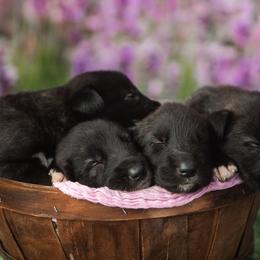 Irish Wolfhound Puppies from Cu Faoil Kennels