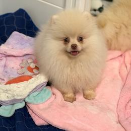 Bear - White male Pomeranian puppy in Newport Beach, California from Exotic City Pomeranians and chihuahuas
