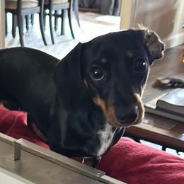 Dachshunds from Haupt Dachshunds