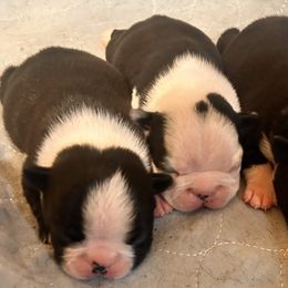 Boston Terrier and French Bulldog Puppies from 3B Kennels-Beth’s Best Boston’s