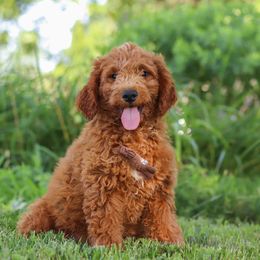 Brown Boy - Apricot male Goldendoodle puppy in Applecreek, Ohio from Pleasant Acre Farms