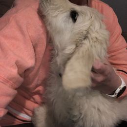 Pyredoodle and Sheepadoodle Puppies from Davis Family Doodles