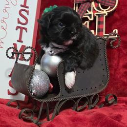Puppy 1 - Black and white female Shihpoo puppy in Eldon, Missouri from B&B Designer Shihpoo’s