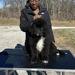 Newfoundland Puppies from Knallhart Kennels