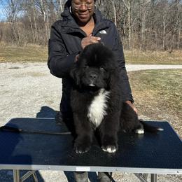 Newfoundland Puppies from Knallhart Kennels