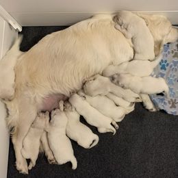 Golden Retriever Puppies from Nina's Golden hour