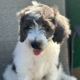 Goldendoodle Puppies from Lover Dover Doodles