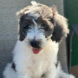 Goldendoodle Puppies from Lover Dover Doodles
