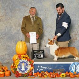 Conor - Cardigan Welsh Corgi