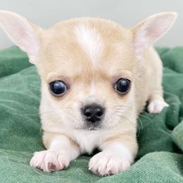 Sushi - Chihuahua