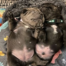 French Bulldog Puppies from Divine Crown French Bulldogs