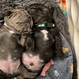 French Bulldog Puppies from Divine Crown French Bulldogs