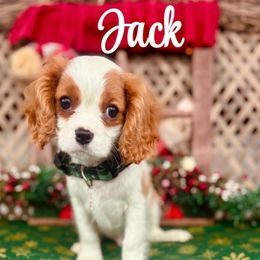Jack - Blenheim male Cavalier King Charles Spaniel puppy in North Smithfield, Rhode Island from Thundermist Cavaliers