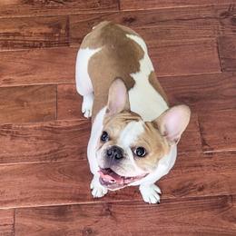 Zelda - French Bulldog
