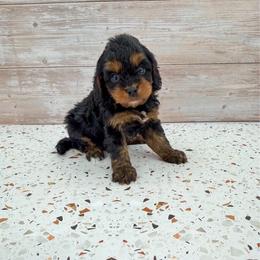 Jilly - Black and tan female Cavapoo puppy in Beresford, South Dakota from DAKOTA DOOD RANCH