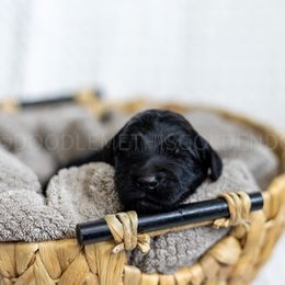 Blue Collar - Apricot male Goldendoodle puppy in Sappington, Missouri from Doodle Me This Goldendoodles