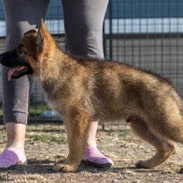 German Shepherd Puppies from vom Gannett