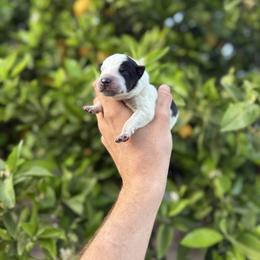Waylon - Blue male Australian Cattle Dog puppy in Surprise, Arizona from Copper State Cattle Dogs