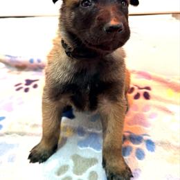 Black Collar - Fawn sable male Belgian Malinois puppy in Trenton, Georgia from Laeknir K9