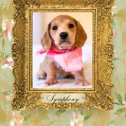 Symphony - Dapple female Dachshund puppy in Saint Paul, Minnesota from Vibrant Eyes Doxies