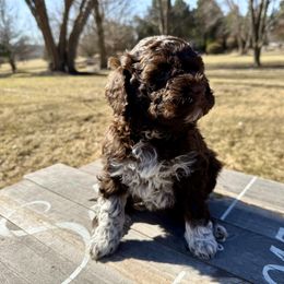 Girl 2 - Brown Lagotto Romagnolo puppy in Illinois from Spalvieri Lagotti Services