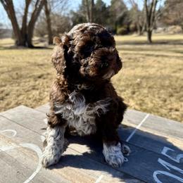 Girl 2 - Brown Lagotto Romagnolo puppy in Illinois from Spalvieri Lagotti Services