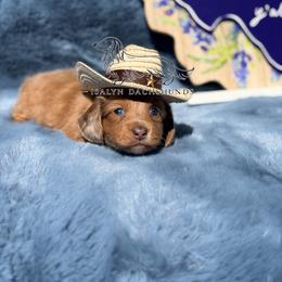 Strudel - Dapple female Dachshund puppy in Copperas Cove, Texas from Isalyn Dachshunds