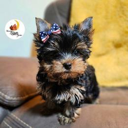 Awnia - Black and tan female Yorkshire Terrier puppy in Moses Lake, Washington from Harmony Hills Yorkies