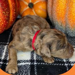 Marcie - Merle female Goldendoodle puppy in Hobbs, New Mexico from Penny Doodles