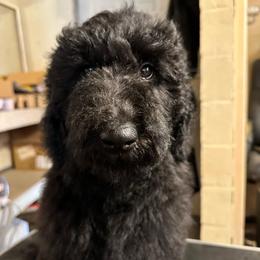 Velvet - Black female Goldendoodle puppy in Greensboro, Georgia from B’s Doodles