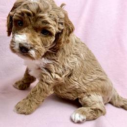 Clove - Apricot female Cavapoo puppy in Newville, Alabama from Southeast cavapoos