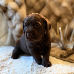 Nova - Chocolate female Labrador Retriever puppy in Sweet Home, Oregon from Knotty Creek Labradors