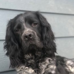 English Springer Spaniels from Springers on the Bluff