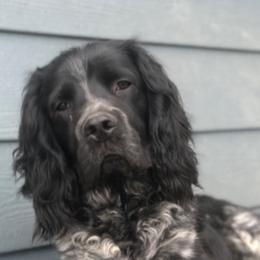 English Springer Spaniels from Springers on the Bluff