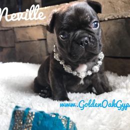 French Bulldog Puppies from Golden Oak Gypsy