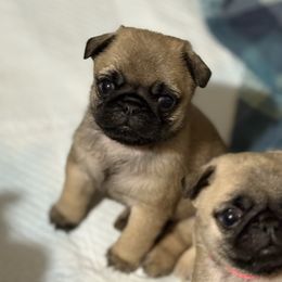 Purple - Fawn male Pug puppy in Altoona, Pennsylvania from Ivyside Pugs