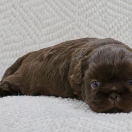 Jellyroll - Liver male Shih Tzu puppy in Ross County, Ohio from Ashville Shih Tzu Chalet