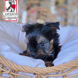 Johny Cage - Black and tan male Yorkshire Terrier puppy in California from Corazon de gigante