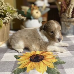 Shetland Sheepdog Puppies from Zuber’s Indiana Shelties