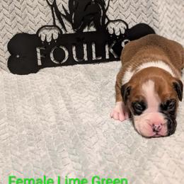 Lime green collar - Fawn female Boxer puppy in Mount Zion, Illinois from Foulk's Boxer Puppies