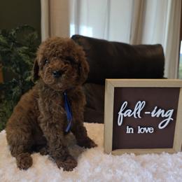 Blue Collar Bentley - Red  male Goldendoodle puppy in Bristol, Tennessee from 4goldendoodles