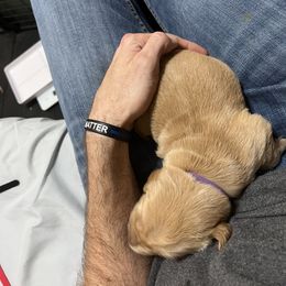 Golden Retriever Puppies from Golden Kiss Retrievers
