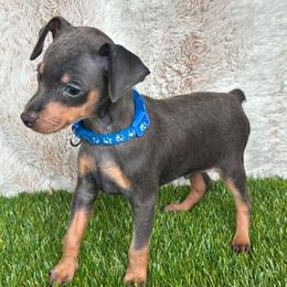 Miniature Pinscher Puppies from DeLeeuw Family Miniature Pinschers