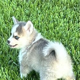 Balto - Tri-color male Pomsky puppy in Friendswood, Texas from Sugar Pup Pomskies of Texas